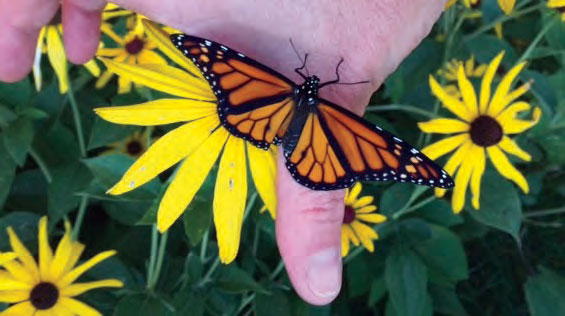 Monarch butterfly.